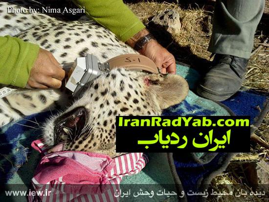 نصب ردیاب ماهواره ای بر گردن چهارمین پلنگ ایرانی