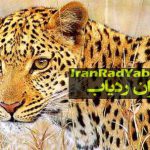 نصب ردیاب روی دو پلنگ ایرانی