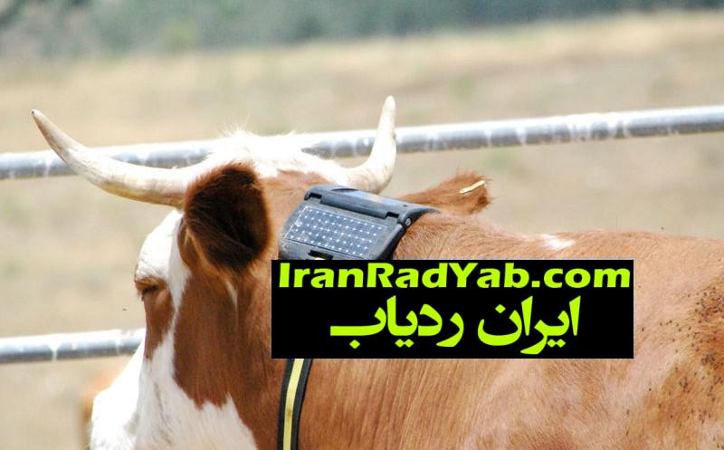 نصب ردیاب الکترونیک روی دام های ایرانی
