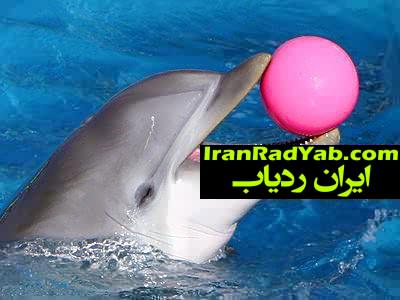 ردیابی دنیا از نگاه دلفینها + تصویر